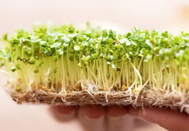 Jak uprawiać kiełki w domu - proste sposoby na zdrowe odżywianie