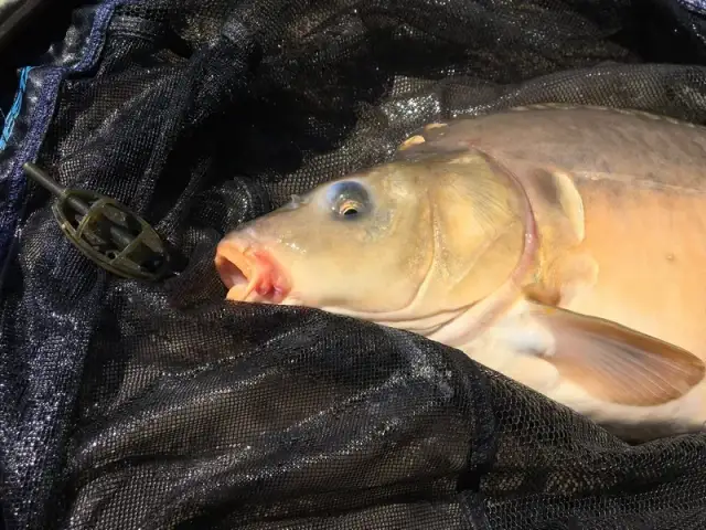 Gdzie można łowić ryby bez karty wędkarskiej w lubelskim? Oto miejsca