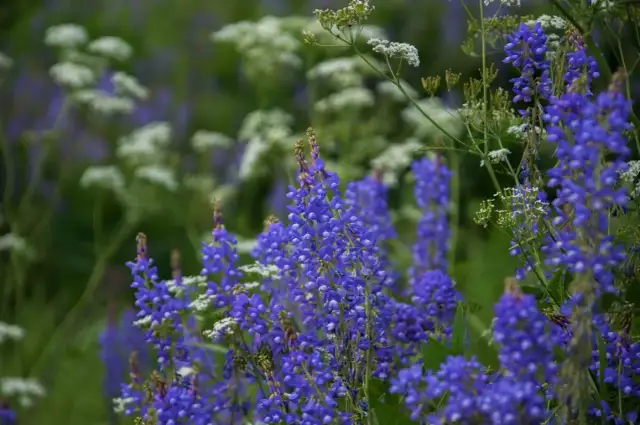 Kiedy siać lucernę, aby uniknąć błędów i zwiększyć plony