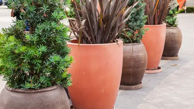 Najlepsze krzewy do donicy na balkon – piękno i łatwość pielęgnacji