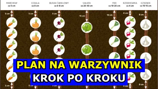 Płodozmian na działce: Jak siać warzywa po sobie? Plan krok po kroku