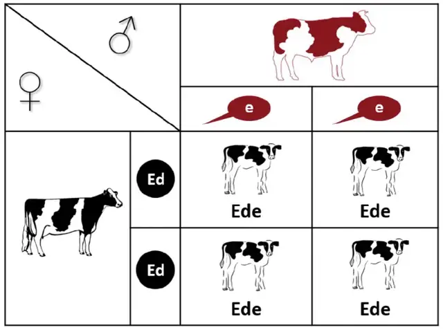 Hodowla zwierząt - co to jest i jak wpływa na ich geny?
