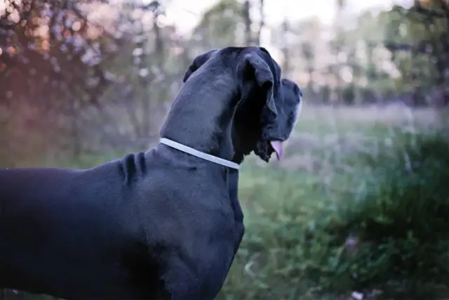 Tabletki na kleszcze dla psa: ochrona od wewnątrz. Czy są bezpieczne?