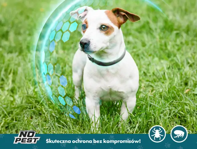 Jaką obrożę przeciw kleszczom wybrać, aby zapewnić bezpieczeństwo?