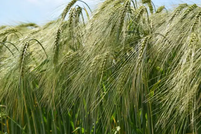 Co uprawia się w Polsce? Odkryj najważniejsze rośliny i ich znaczenie