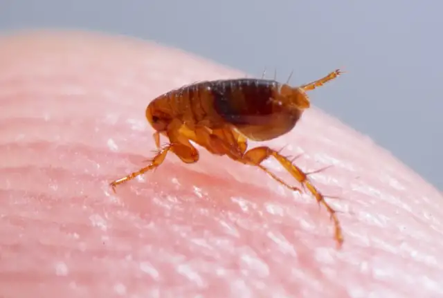 Was tun gegen Flöhe beim Menschen? Effektive Mittel zur Bekämpfung