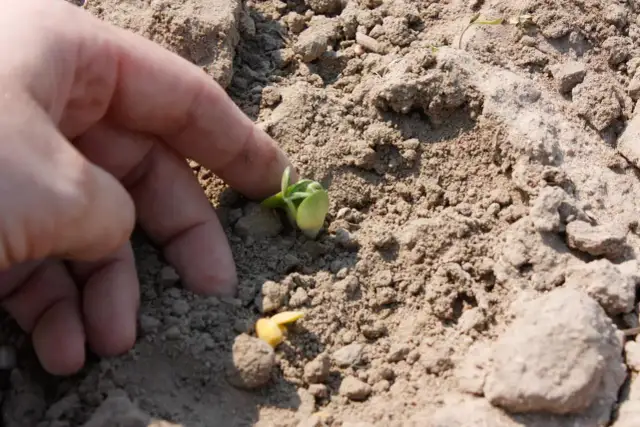 Kiedy siać łubin gorzki? Terminy, temperatura i kluczowe wskazówki