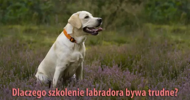 Jak wytresować labradora? Zbuduj więź i posłuszeństwo!