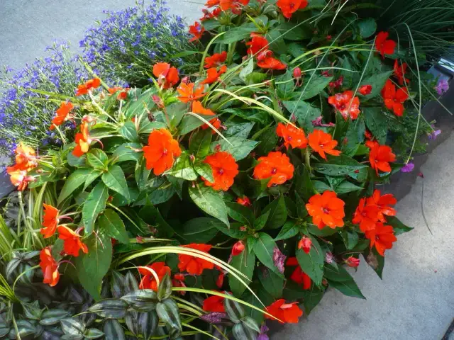 Co siać w czerwcu? Warzywa, kwiaty i zioła na lato i jesień