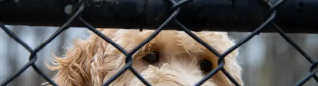 Jak zabezpieczyć płot przed psem, aby uniknąć ucieczek i kłopotów