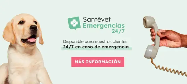 Veterinario urgencias cerca de mí: atención inmediata para tu mascota