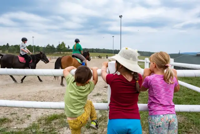 Stadniny koni Lubelskie: Ceny, opinie, TOP 5. Znajdź swoją!