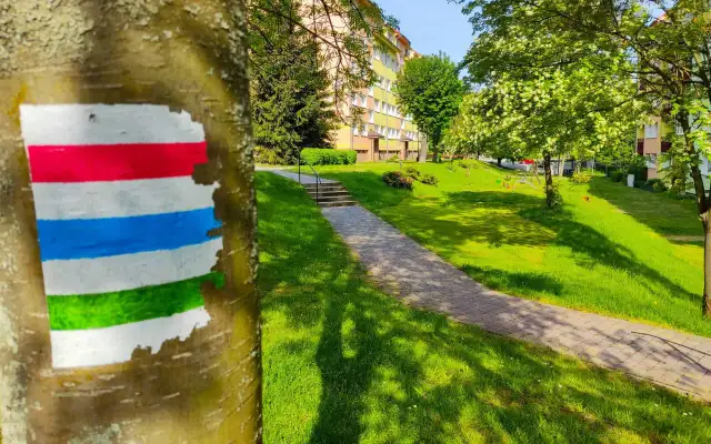 Kolorowy znak szlaku turystycznego na drzewie, ścieżka i zielony trawnik.