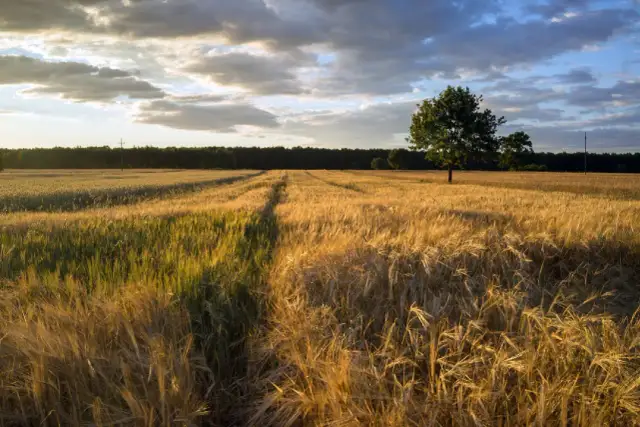 Motywy w Chłopach Reymonta, które zmieniają nasze spojrzenie na wieś