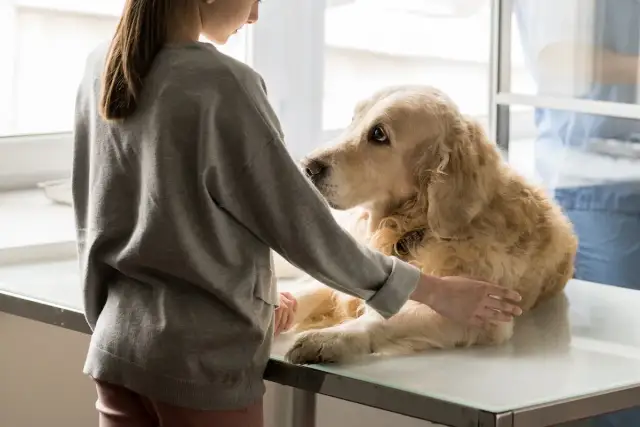 Wann darf ein Tierarzt einen Hund einschläfern? Wichtige Hinweise für Tierbesitzer
