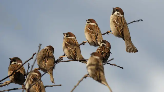Główne przyczyny śmiertelności wróbli: Co zabija miejskie ptaki?