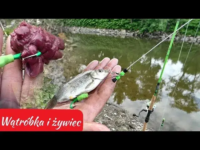 Wątróbka na suma: 7 trików, by nie spadła z haczyka!