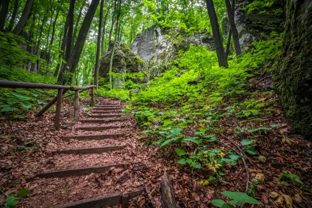 Kamienne schody prowadzą przez bukowy las, jeden z rezerwatów przyrody w Małopolsce. Liście tworzą dywan, a skały porośnięte mchem otaczają ścieżkę.