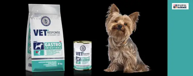 Błonnik dla psa: jaki wybrać? Poradnik weterynarza