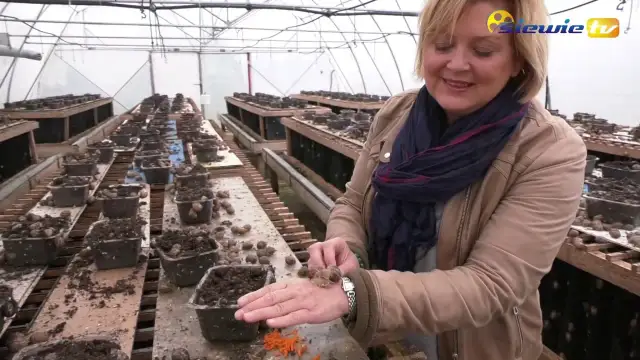 Jak wygląda hodowla ślimaków - kluczowe informacje i tajniki sukcesu