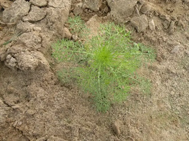 Koper czy trujący chwast? Jak odróżnić i bezpiecznie usunąć