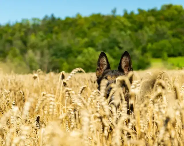 Czy pies może jeść zboże? Bezpieczeństwo, korzyści i ryzyka dla zdrowia.