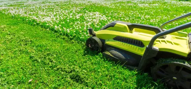 Jak pozbyć się koniczyny z trawnika - skuteczne metody na chwasty