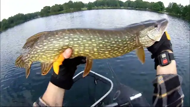 Jak łowić szczupaki na spinning: unikaj najczęstszych błędów