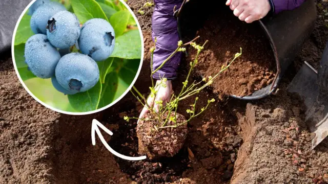 Jak głęboko sadzić borówkę amerykańską, aby uniknąć błędów?