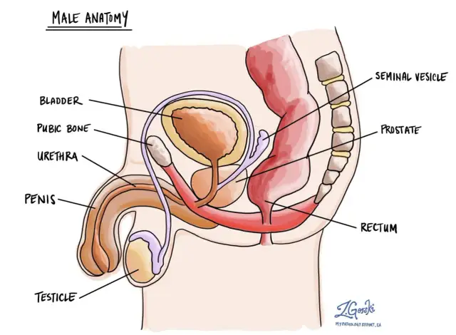 Czy mężczyzna ma jajniki? Jądra, ich rola i hormonalne sekrety