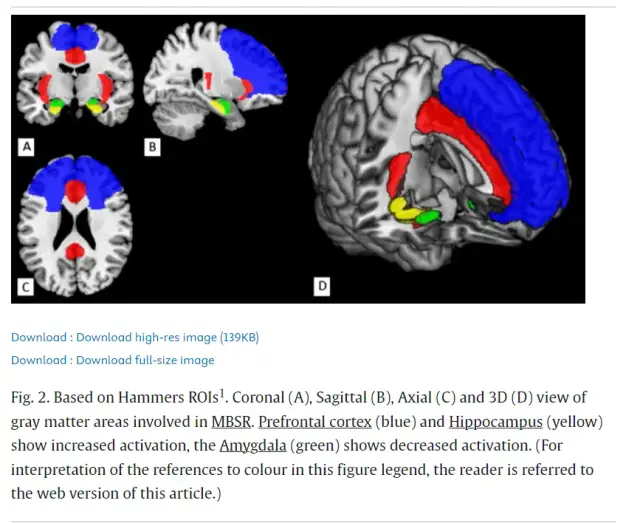 Medytacja a mózg: Jak trening uważności zmienia Twój umysł