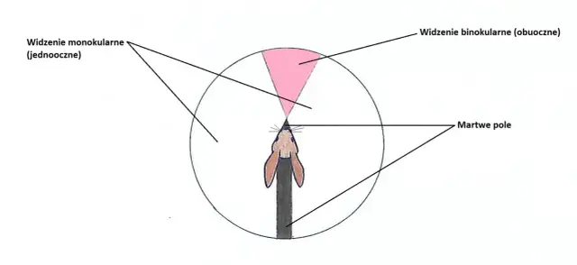 Wzrok królika: Jak widzi świat? Zrozum swojego pupila!