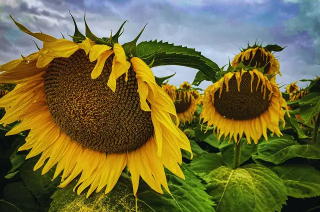 Uprawa słonecznika jadalnego: od siewu do zbioru. Poradnik