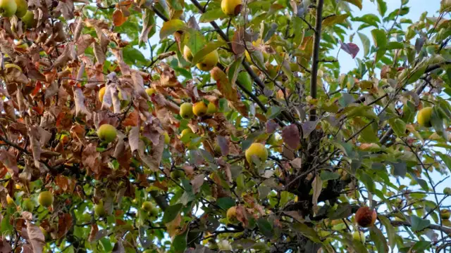 Jaki nawóz pod grusze? Sprawdź, jak uniknąć błędów w nawożeniu