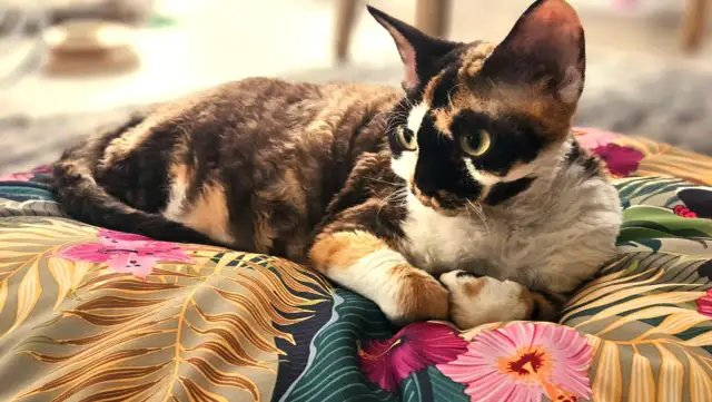 Kot rasy Devon Rex o umaszczeniu szylkretowym leży na kolorowej pościeli z motywem roślinnym.
