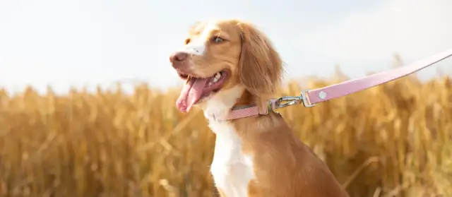 O której ostatni spacer z psem? Sprawdź, by uniknąć problemów ze snem