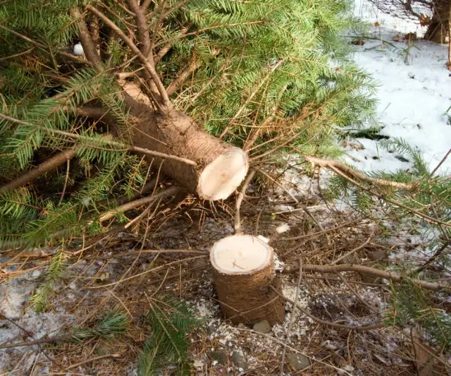 Kara za wycięcie drzewa: ile zapłacisz i jak jej uniknąć?