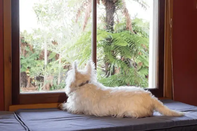 Lęk separacyjny u psa: jak go rozpoznać i skutecznie leczyć