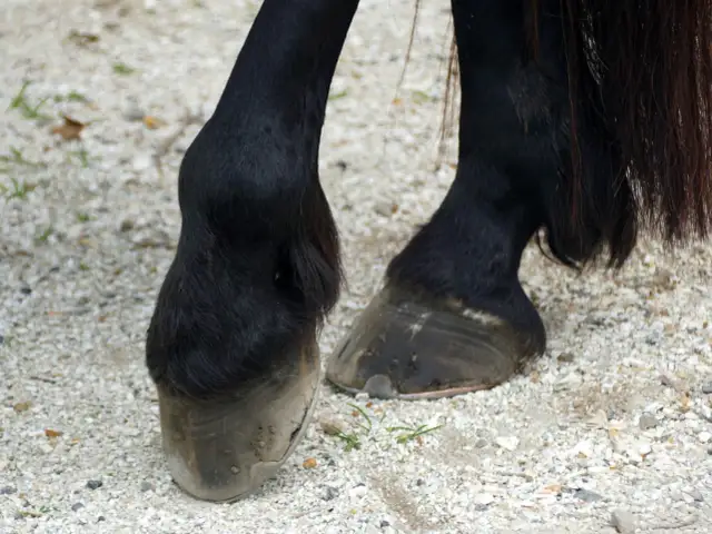 Czarne nogi konia i jego kopyta na żwirze. Zwróć uwagę na pęknięcia i stan kopyt, aby jak rozpoznać ochwat u konia.