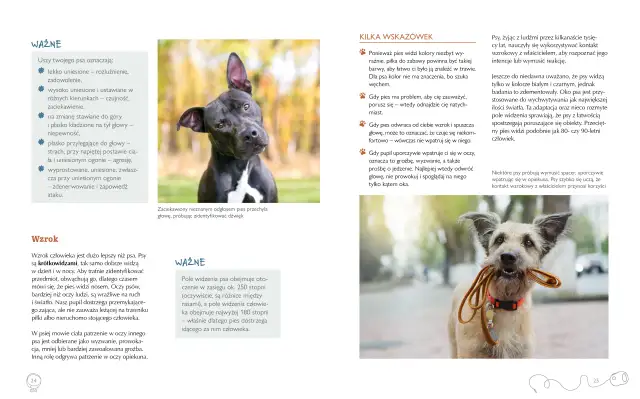 Jak wychować psa książka – najlepsze porady dla nowych właścicieli