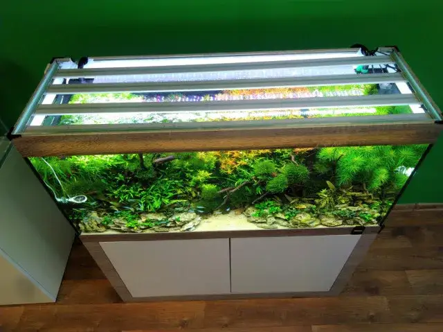 Jakie oświetlenie do akwarium 200l? Odkryj najlepsze opcje dla ryb