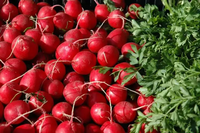 Kiedy siać rzodkiewkę do gruntu? Sekretny termin dla obfitych plonów