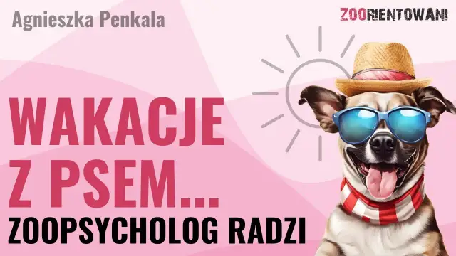 Masz psa i hotel? Poradnik: jak podróżować bez stresu!