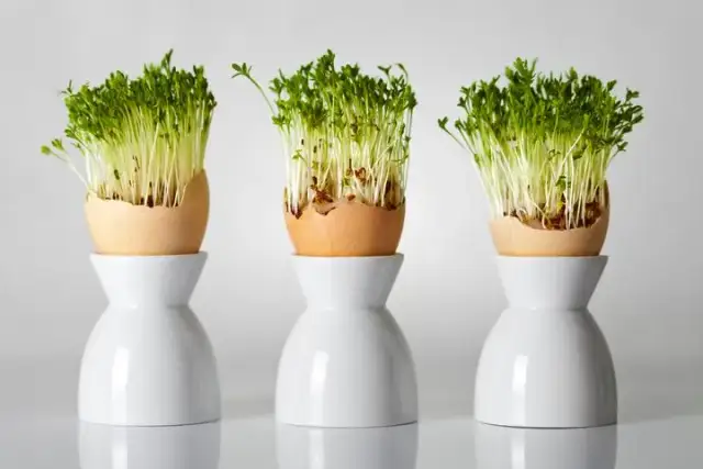 Eksperymenty z botaniki: ciekawe doświadczenia dla dzieci w domu