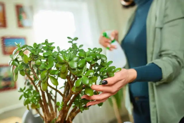 Jak przycinać drzewko szczęścia, aby uniknąć błędów i wspierać wzrost