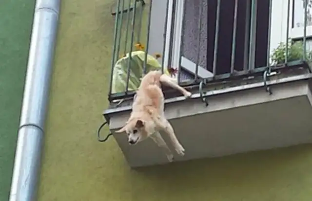 Jak zabezpieczyć balkon przed psem, aby uniknąć niebezpieczeństw?