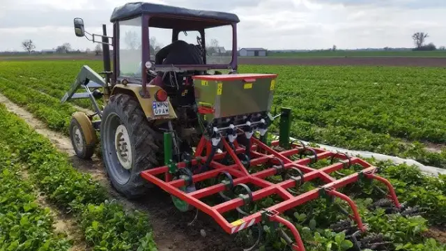 Jaki nawóz pod truskawki na wiosnę? Poznaj najlepsze opcje nawożenia