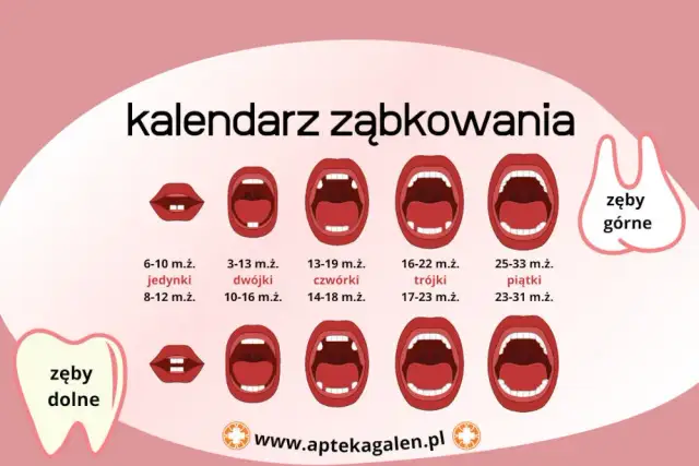 Ząbkowanie u niemowlaka: Kiedy pierwsze zęby? Objawy i jak ulżyć?