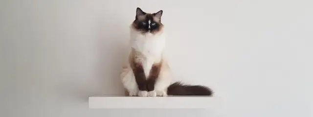 Co na sierść dla kota: skuteczne sposoby na zdrową i lśniącą sierść