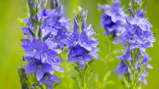 Niebieskie kwiaty w ogrodzie: zidentyfikuj chwasty i zdecyduj, co dalej